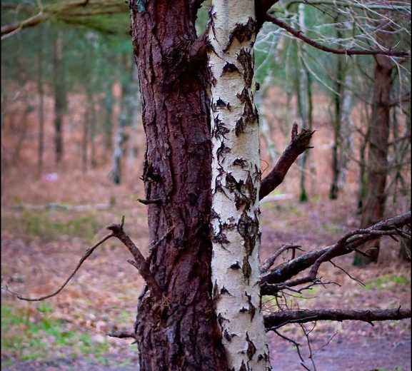 two trees together